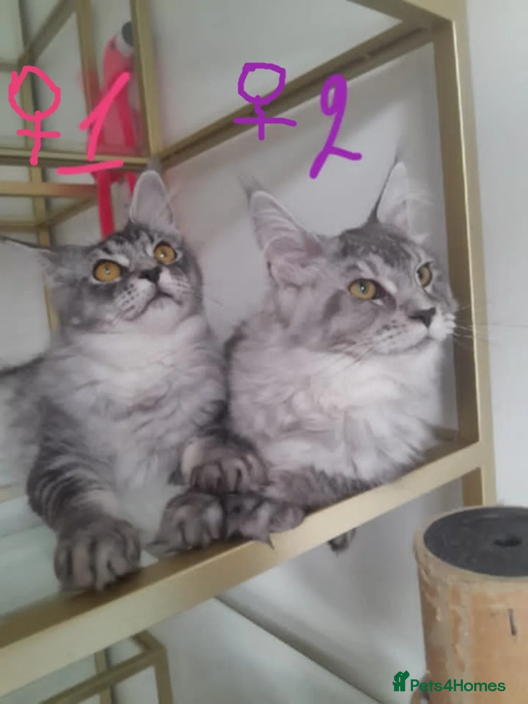Maine Coon cats for sale: Black silver mackerel poly Girls TICA maine coon - Advert 1