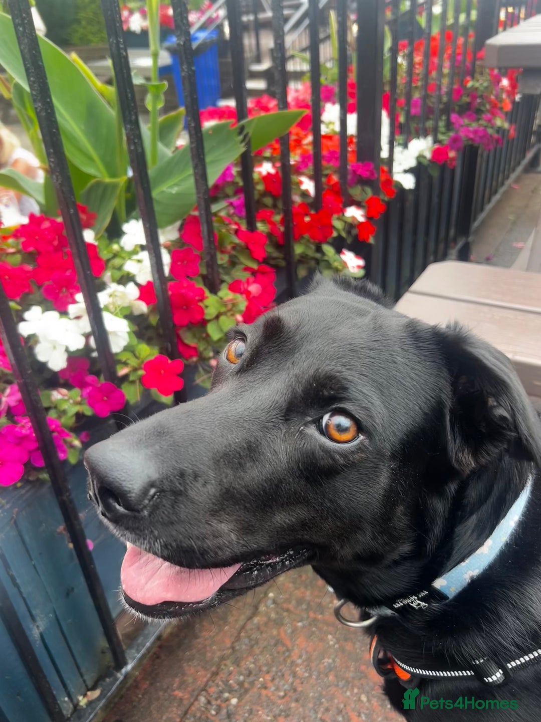 Mixed Breed dogs for sale: Black, female Labrador cross  - Advert 9