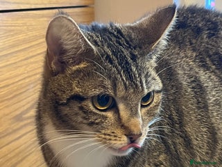 Mixed Breed cats - Advert 21