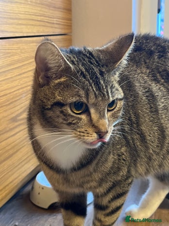 Mixed Breed cats - Advert 28