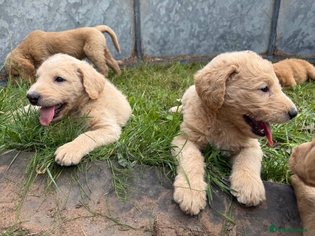 Labradoodle dogs - Advert 2