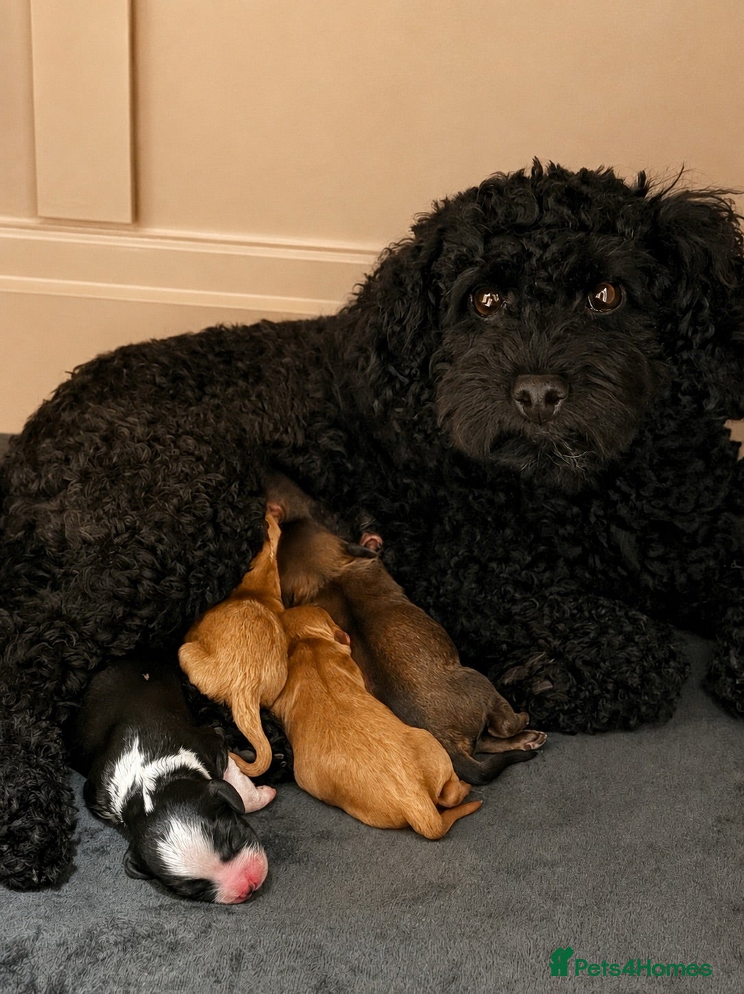 Cavapoo dogs Beautiful Cavapoo Puppies (Cavalier Back-cross) - Advert 18