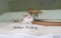 Mixed Breed cats for sale: Kittens 8 weeks old ready now  - Advert 13