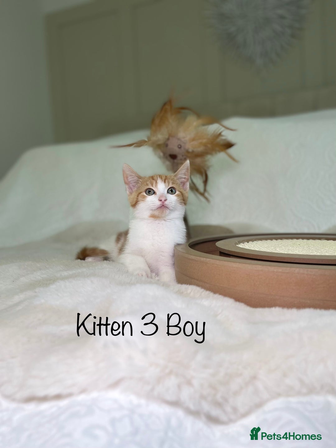 Mixed Breed cats for sale: Kittens 8 weeks old ready now  - Advert 13