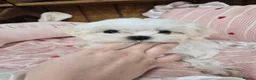 Maltese dogs for sale: 100% Pure‑bred Korean‑line Micro Maltese Puppies - Advert 3