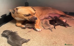 Mixed Breed dogs for sale: Staffy/pocket bully - Image 5