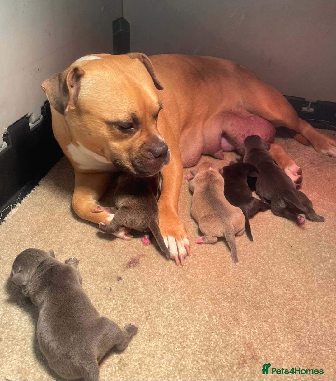 Mixed Breed dogs for sale: Staffy/pocket bully - Image 5
