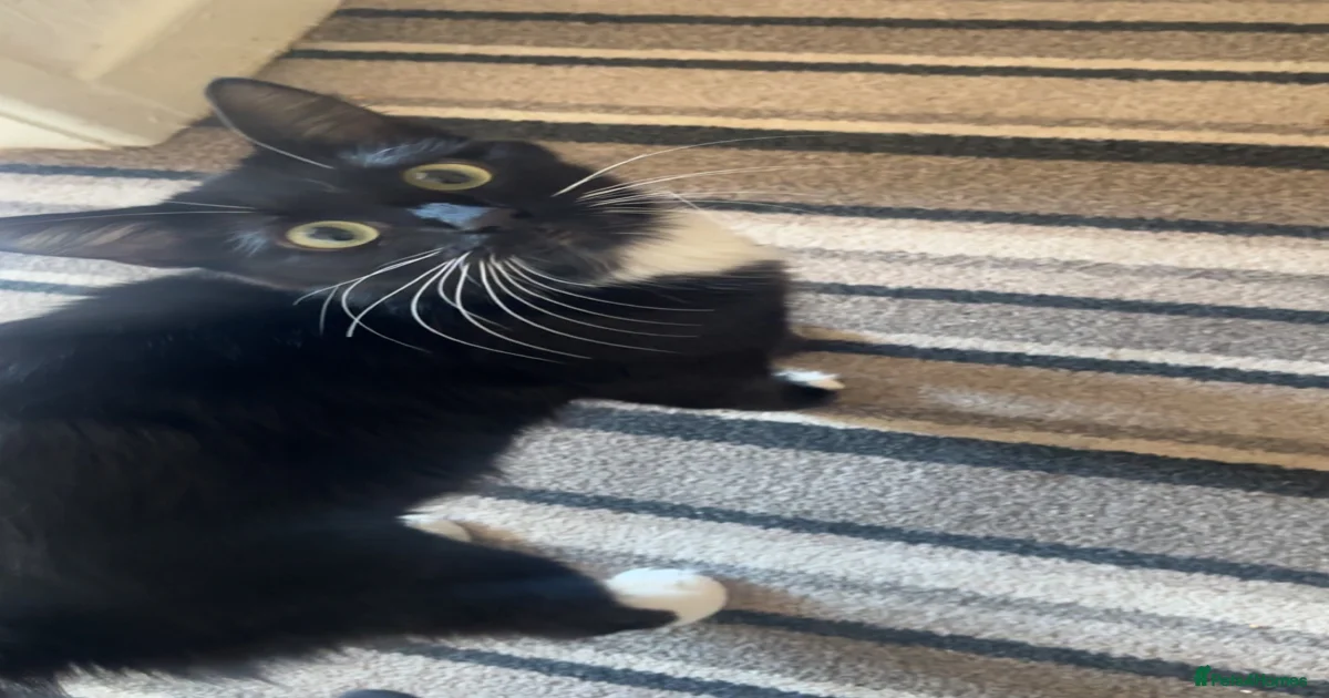 Mixed Breed Kittens for sale | Pets4Homes