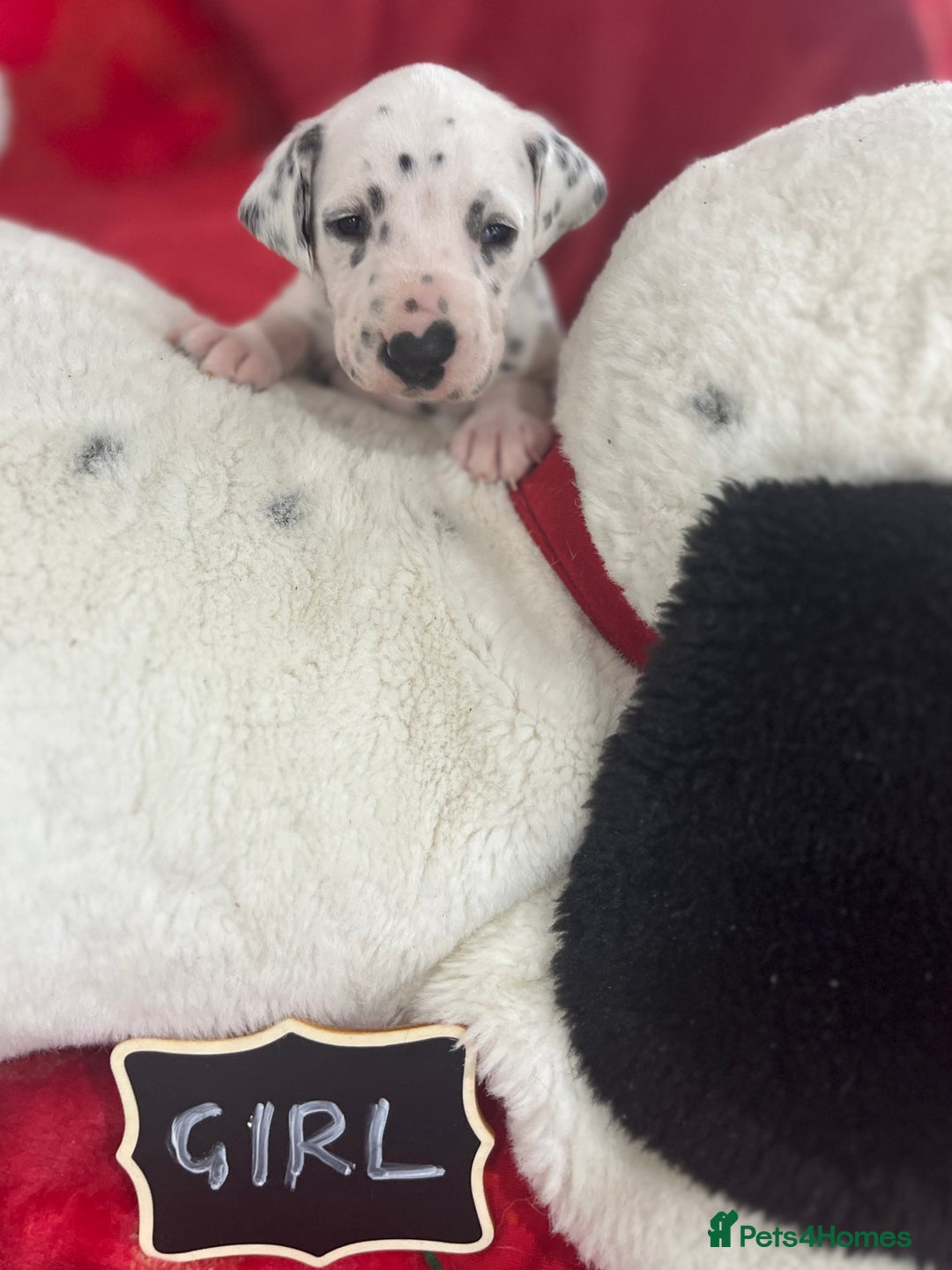 Dalmatian dogs for sale: Top quality Dalmatian puppies 5* homes  - Advert 29