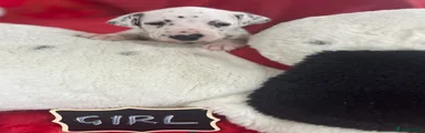 Dalmatian Puppy 11