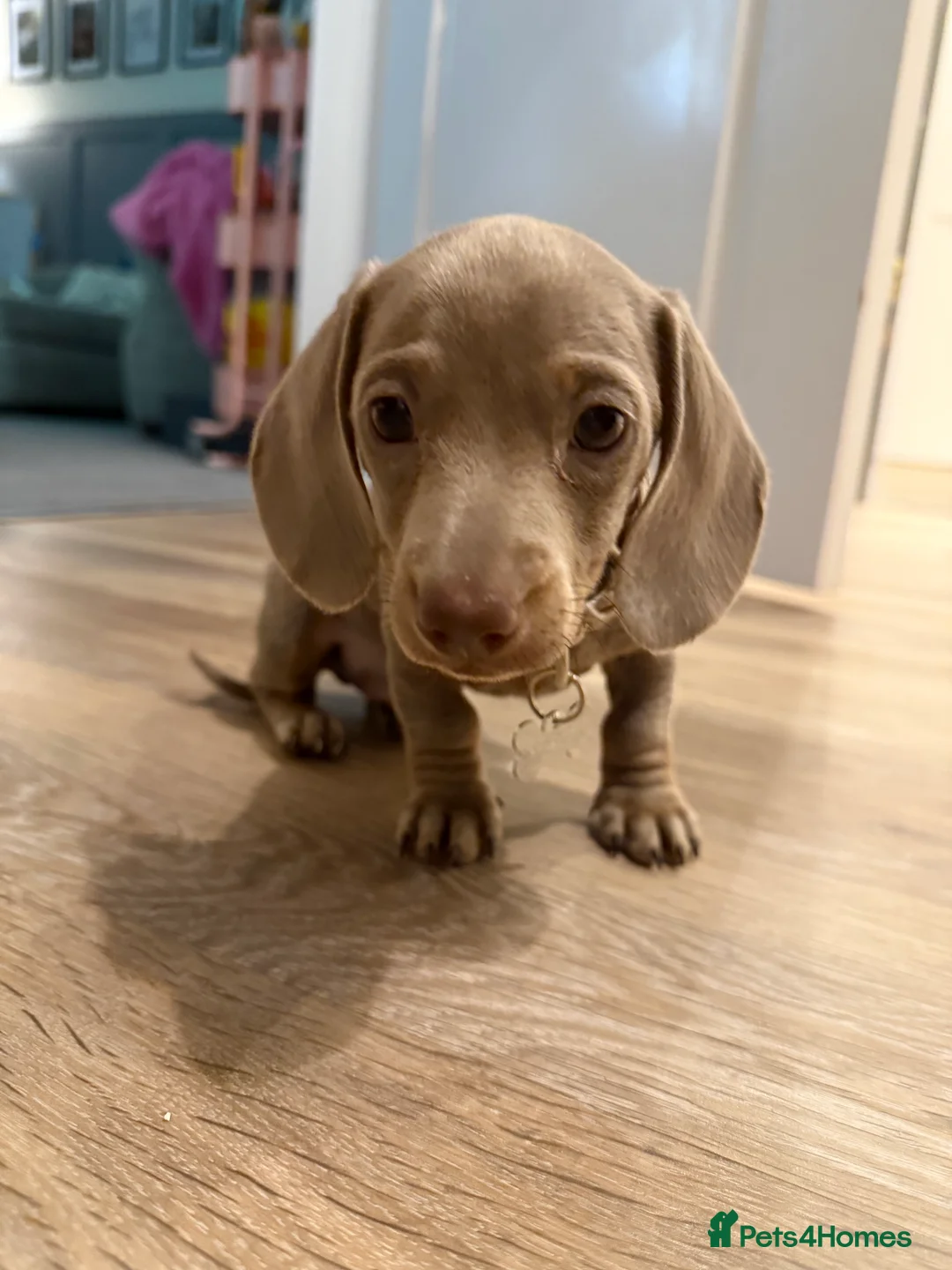 Miniature Dachshund dogs for sale: Minintute dachshund  - Advert 2