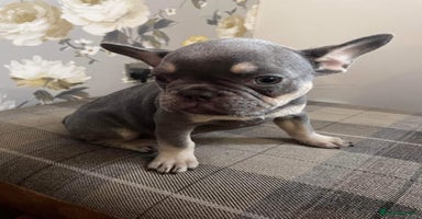 French Bulldog dogs - Advert 15