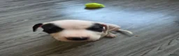 Staffordshire Bull Terrier dogs for sale: Staff puppies in Bristol - Advert 6