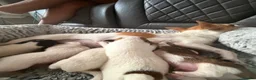 Chihuahua dogs for sale: 4 weeks  - Advert 1