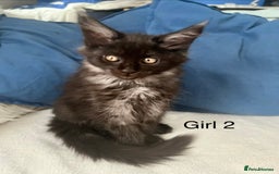 Maine Coon cats for sale: XXL  Ready Now TICA pure bread Maine Coon Kittens  - Image 14
