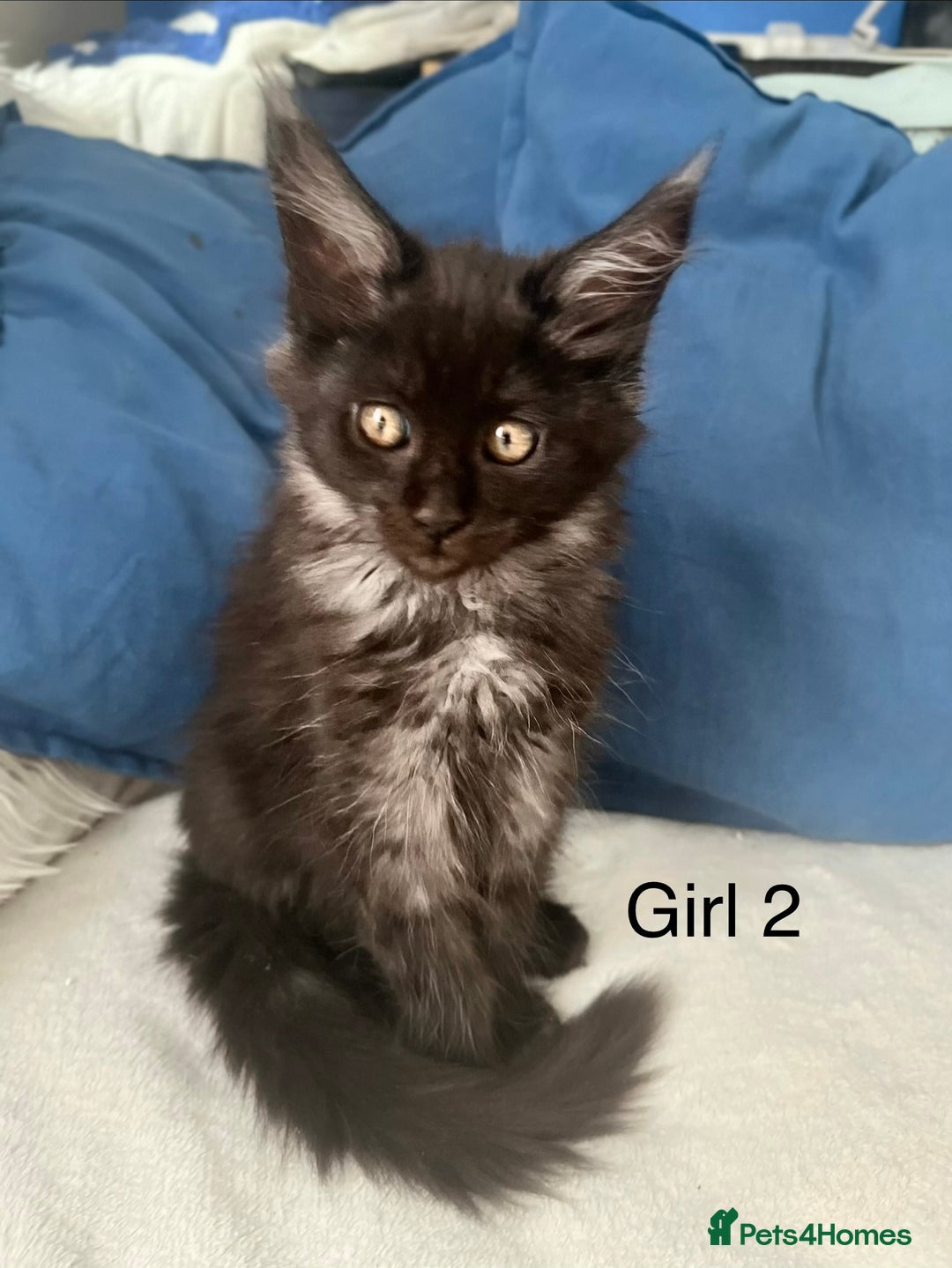 Maine Coon cats for sale: XXL  Ready Now TICA pure bread Maine Coon Kittens  - Image 14