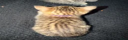 Bengal cats for sale: Bengal x tabby kittens  - Advert 6