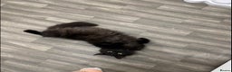 Domestic Shorthair cats for sale: Long Black Haired Male Cat - Advert 1