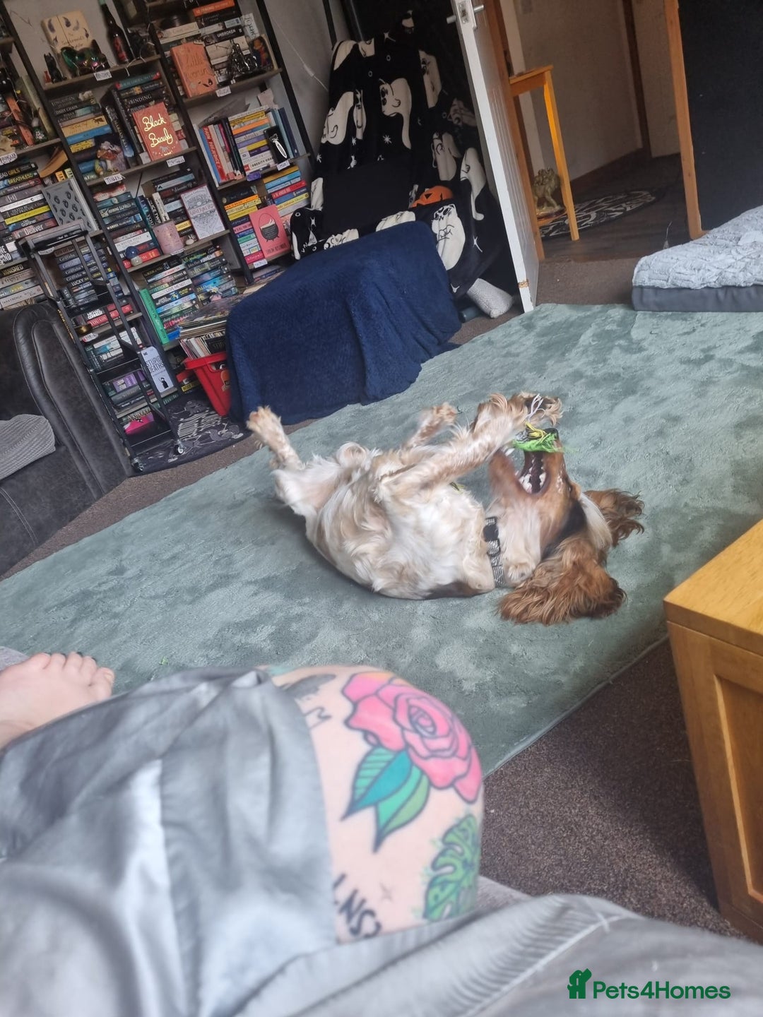 Cocker Spaniel dogs for sale: Loving, loyal and adventurous cocker  - Image 23