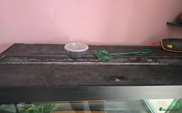 Axolotl reptiles for sale: 2 axolotls with tank and stand setup - Image 6