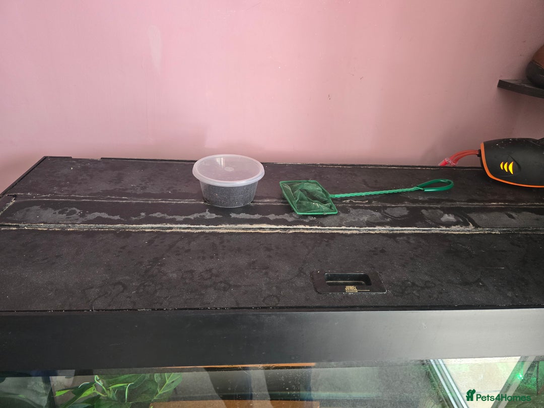 Axolotl reptiles for sale: 2 axolotls with tank and stand setup - Image 6