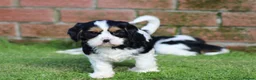 Cavachon dogs for sale: Beautiful Cavachon puppies for sale - Advert 37