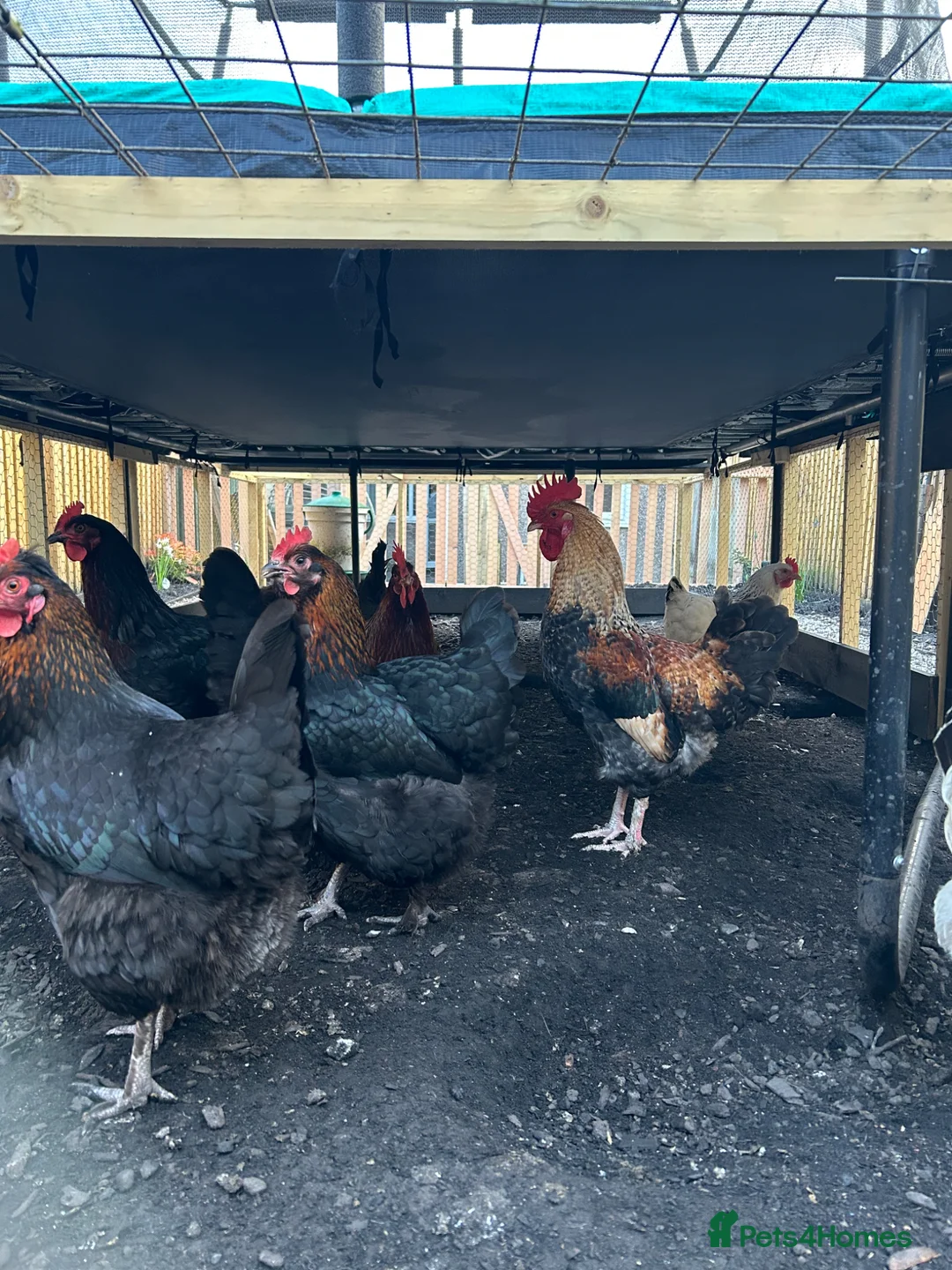 Chickens poultry for sale: Olive egger cockeral in Swansea - Advert 1