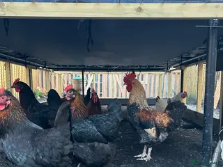 Chickens poultry Olive egger cockeral - Advert 6