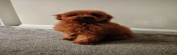 Toy Poodle dogs for sale: 7 month old red toy poodle in Skegness - Advert 4