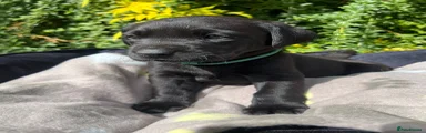Dark Green Collar