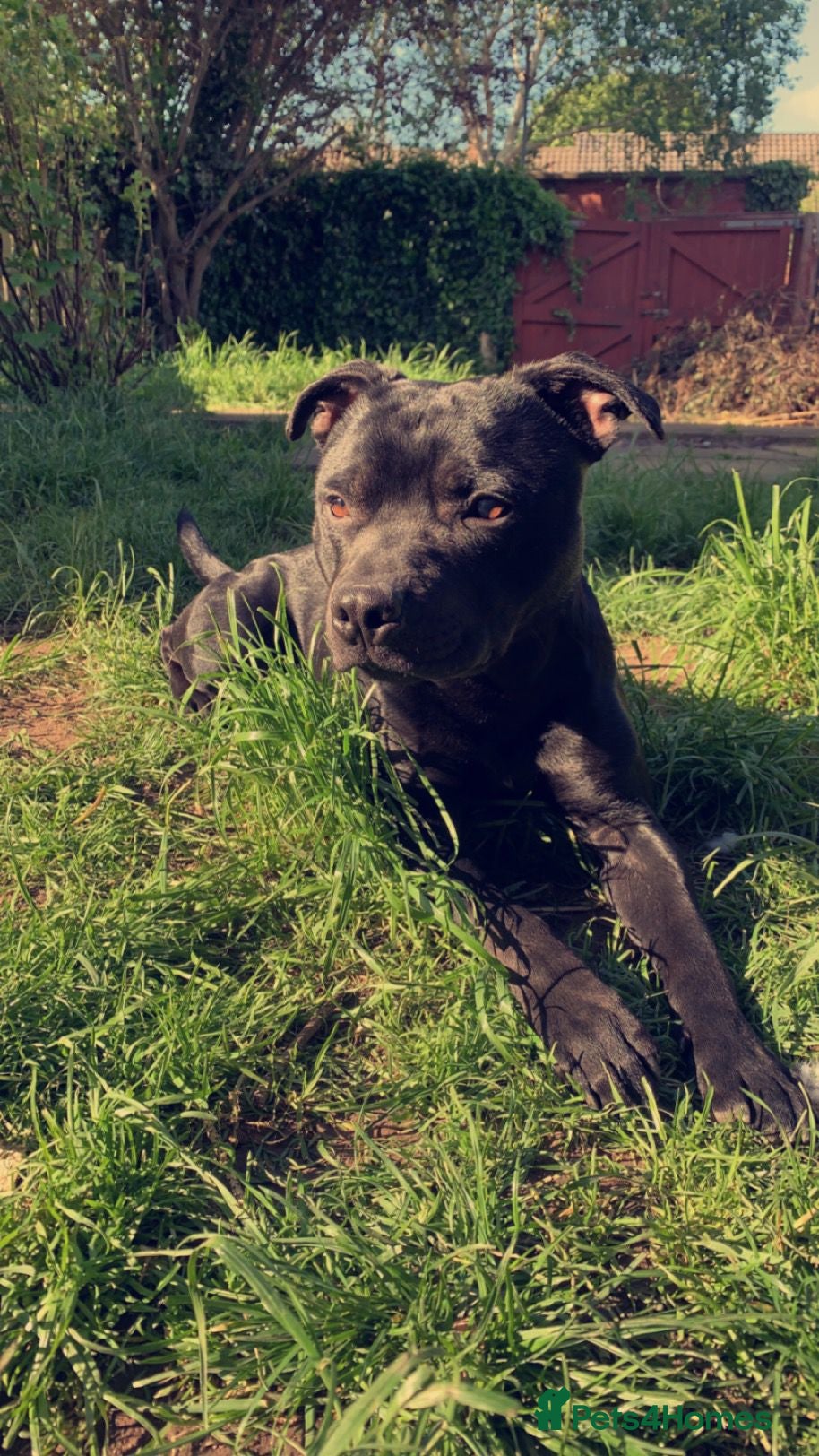 Staffordshire Bull Terrier dogs Enzo Male Staffy - Advert 2