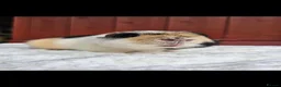 Guinea Pig rodents for sale: Teddy Brothers - Advert 6