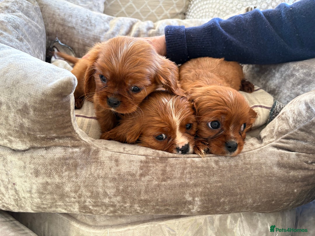 Cavalier King Charles Spaniel dogs for sale: Cavalier King Charles pups  - Advert 12
