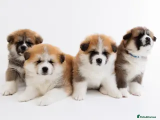 Japanese Akita Inu dogs Japanese Akita Inu Puppies – Red Fawn - Advert 1