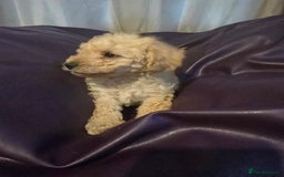Mixed Breed dogs for sale: Poodles cross patterdale boy pupies - Advert 13