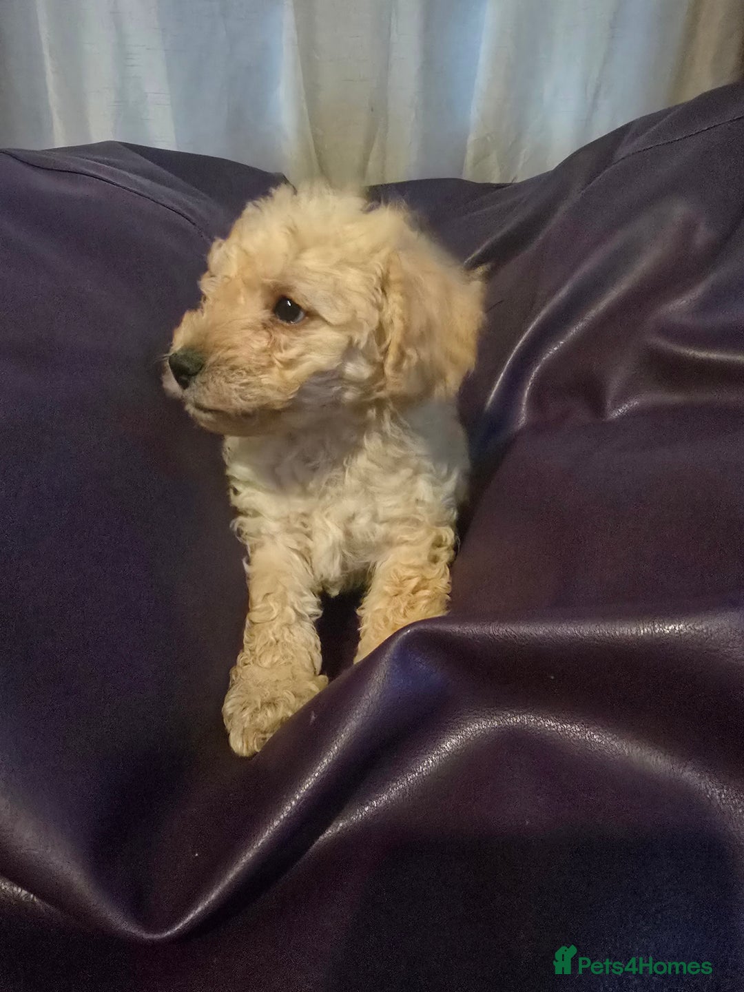 Mixed Breed dogs for sale: Poodles cross patterdale boy pupies - Advert 13
