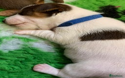 Jack Russell dogs for sale: Jack Russell Puppies  - Image 3
