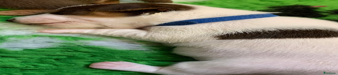 Jack Russell Puppy 1