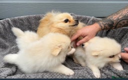 Pomeranian dogs for sale: Pomeranian Puppys £1250 All Female's  - Image 5