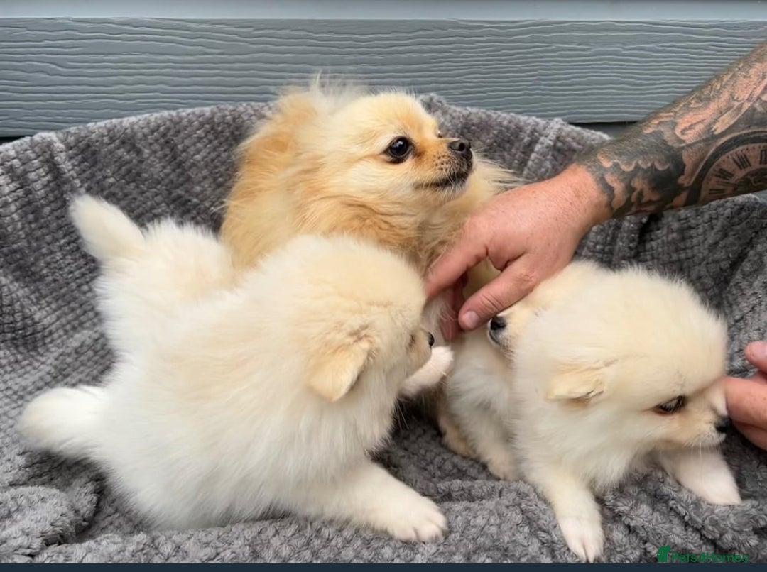Pomeranian dogs for sale: Pomeranian Puppys £1250 All Female's  - Image 5