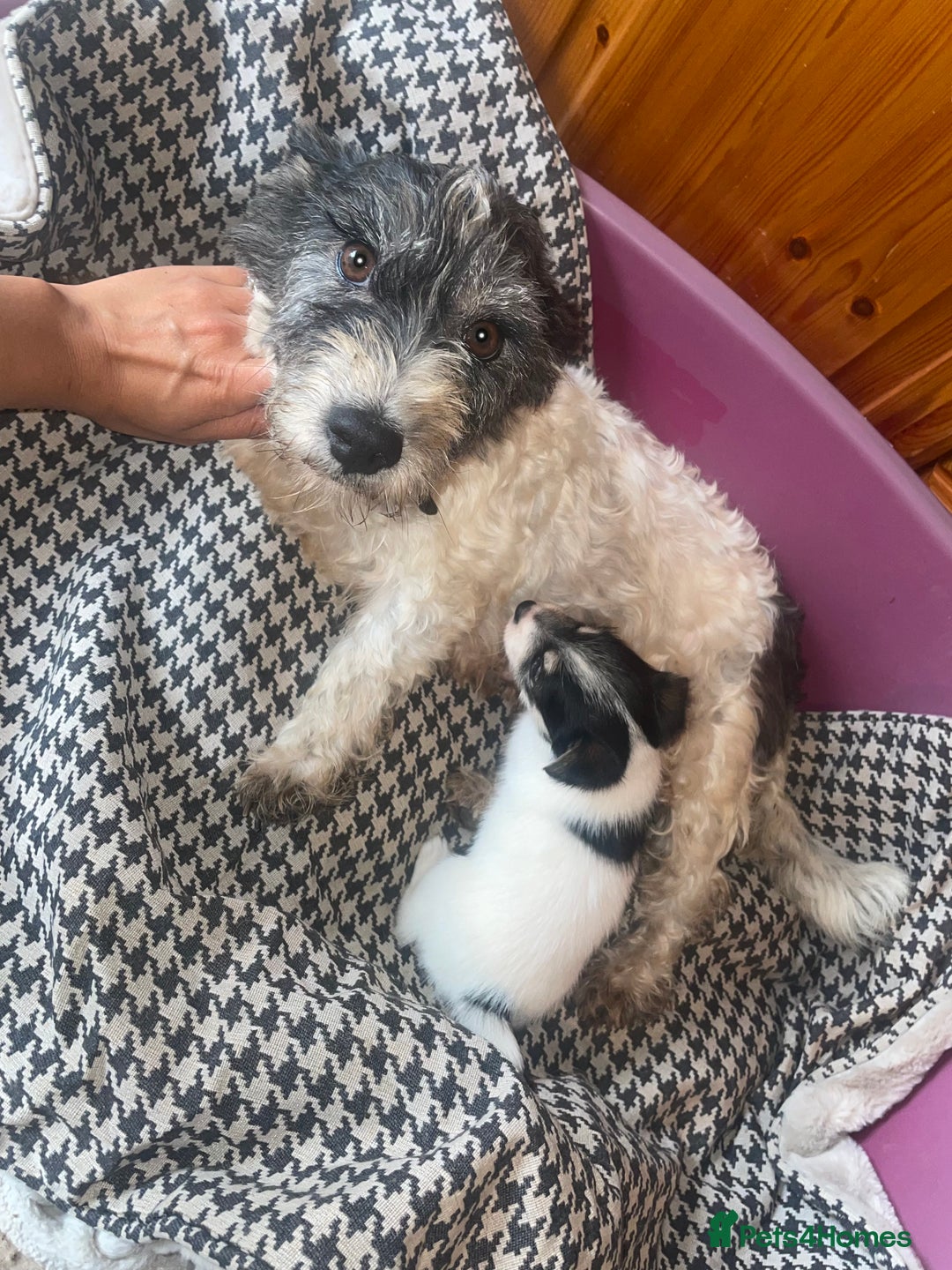 Jack Russell dogs for sale: Jack Russell girl puppy - Image 10