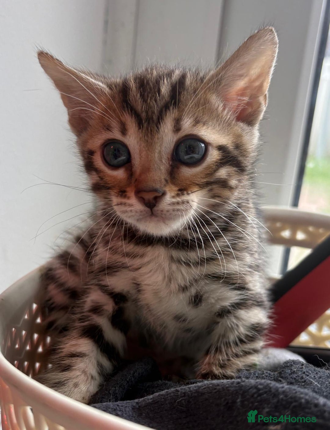 Bengal cats for sale: Black and charcoal Bengal kittens  - Image 5