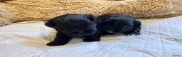 Shih Tzu dogs for sale: Pedigree Shih Tzu puppies - Advert 9