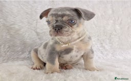 French Bulldog dogs for sale: Stunning French Bulldog Puppies  - Image 3