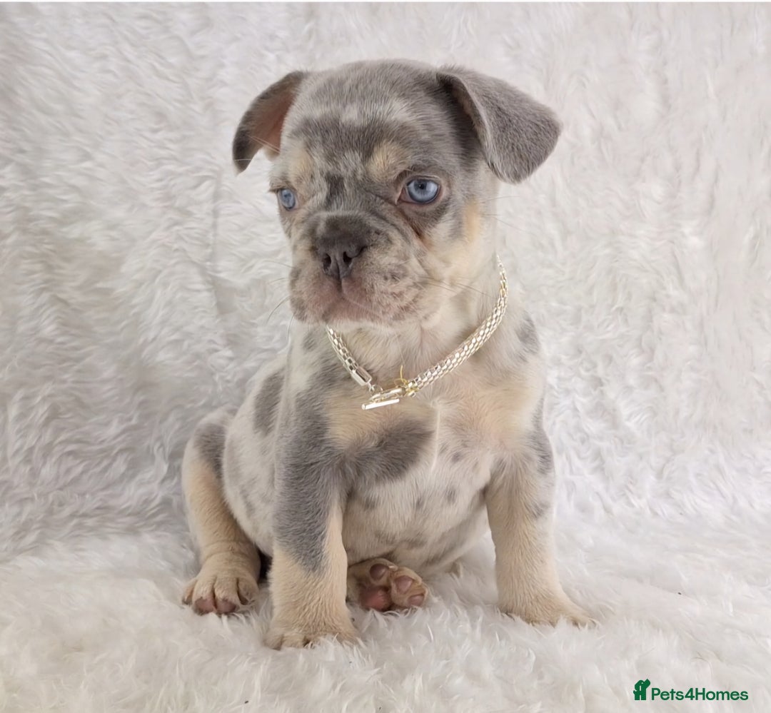 French Bulldog dogs for sale: Stunning French Bulldog Puppies  - Image 3