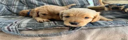 Cockapoo dogs for sale: Cockapoos in Bodmin - Advert 6