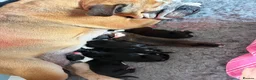 Mixed Breed dogs for sale: 🐾BULLDO X BORDER COLLIE PUPPIES in Wigan - Advert 6