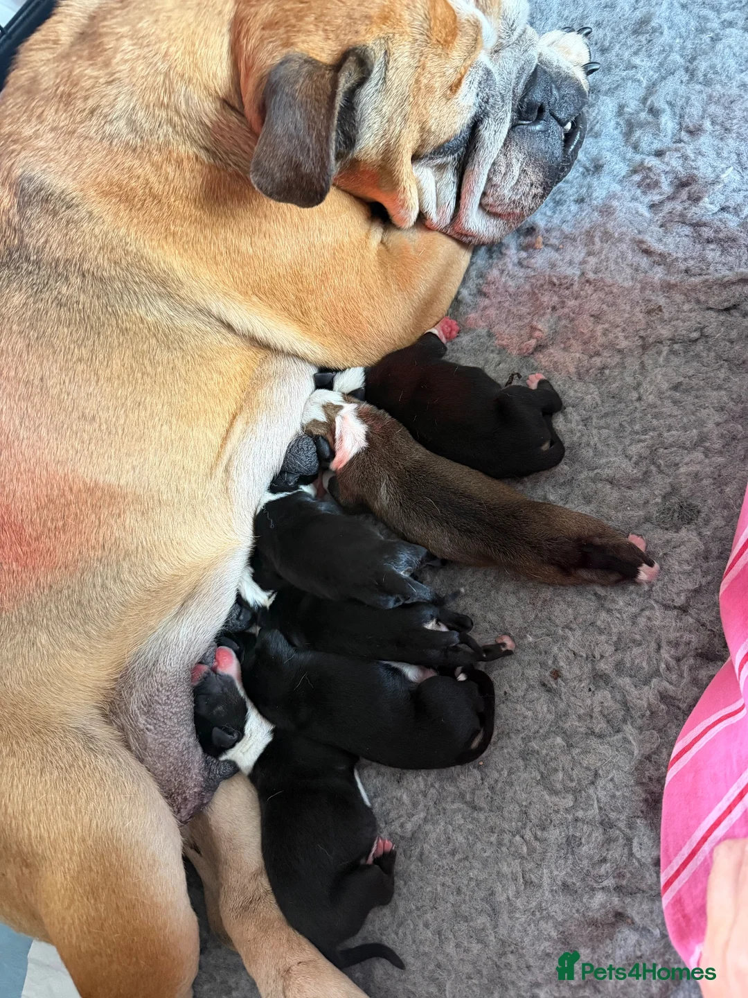 Mixed Breed dogs for sale: 🐾BULLDO X BORDER COLLIE PUPPIES in Wigan - Advert 6