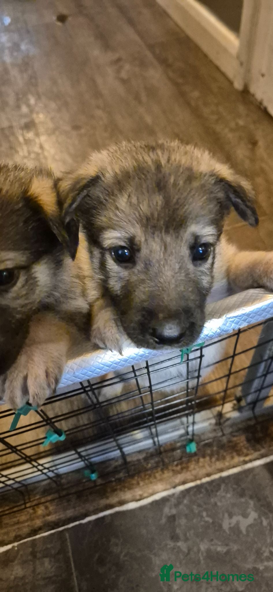Mixed Breed dogs Pups  mum gsdx Alaskan malamute Dad is full gsd  - Advert 17
