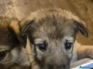 Mixed Breed dogs Pups mum gsdx Alaskan malamute Dad is full gsd - Advert 17